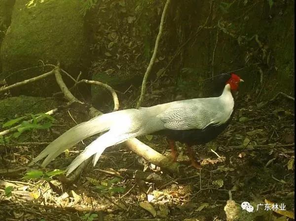 小靈貓、豹貓等“國保”動物現身東源康禾保護區！