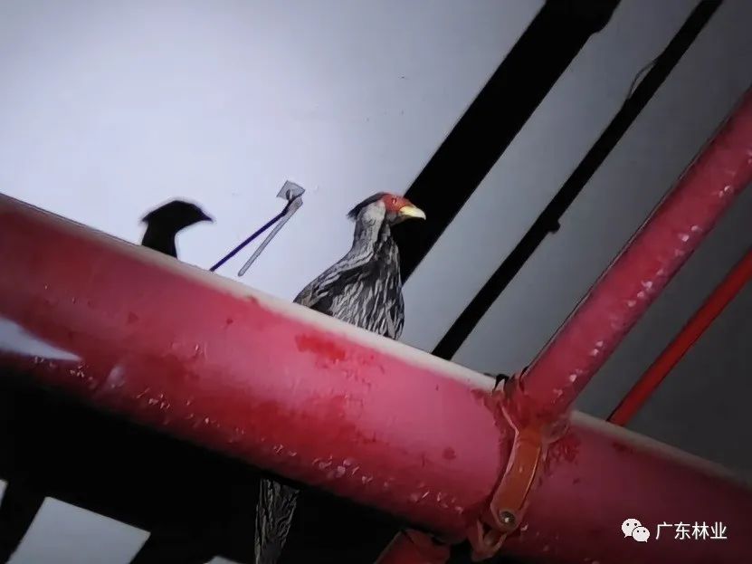 “省鳥”白鷴誤闖廣州地鐵！歷經14小時成功解救
