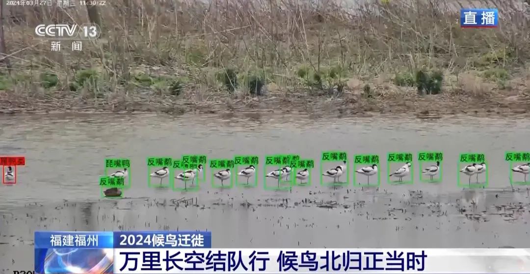 候鳥北歸正當時 保護濕地裝上“鳥臉識別”